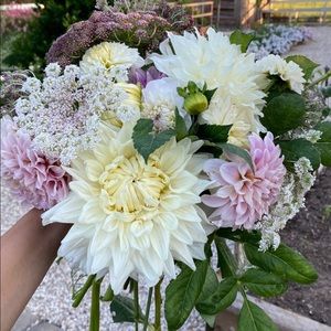 Meet your Posher, Sunny